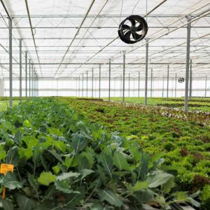 سیستم پد و فن گلخانه نحوه نصب، مزایا و معایب